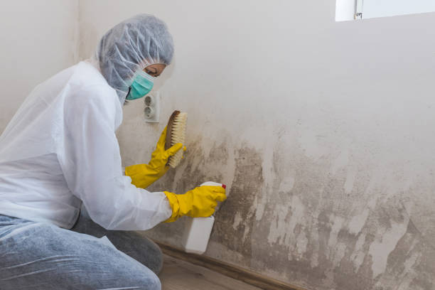 Home Mold Removal in Brookmont, MD
