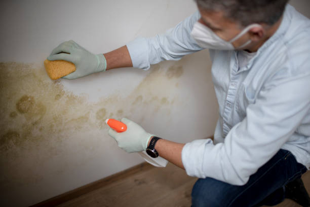 Best Fast Mold Removal  in Brookmont, MD