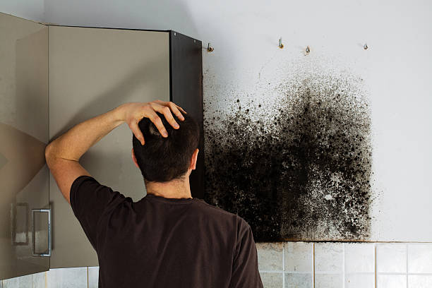 Best Local Mold Removal Service  in Brookmont, MD